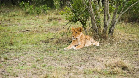 Plano-Amplio-De-Un-Cachorro-De-León-Africano-Cerca-De-Un-árbol