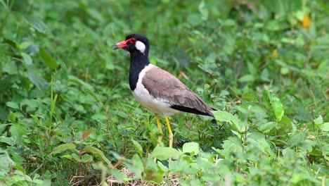 the red-wattled lapwing is one of the most common birds of thailand