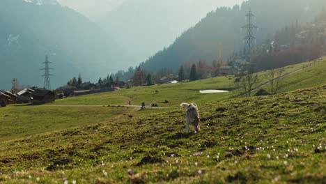 Majestic husky walking through an open alpine field at sunset, with breathtaking mountain views and golden skies in the background.