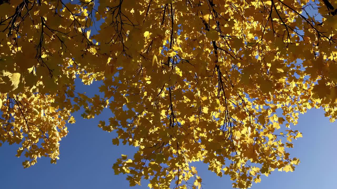 Upward angle video capturing vibrant yellow autumn leaves against a clear blue sky