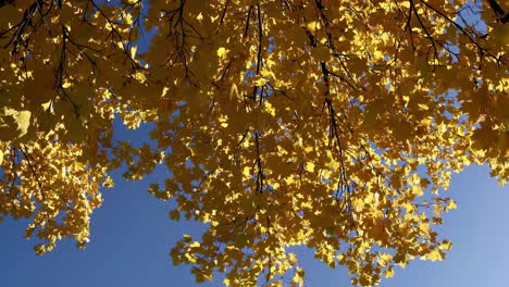 upward angle video capturing vibrant yellow autumn leaves against a clear blue sky