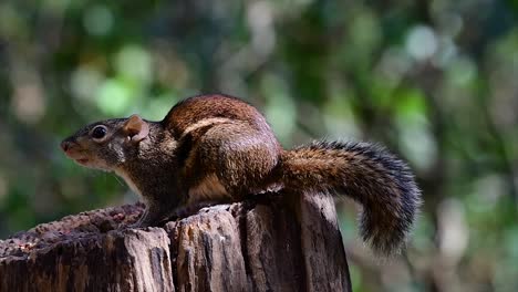 The-Indochinese-Ground-Squirrel-is-commonly-found-in-Thailand-just-about-anywhere-it-can-thrive