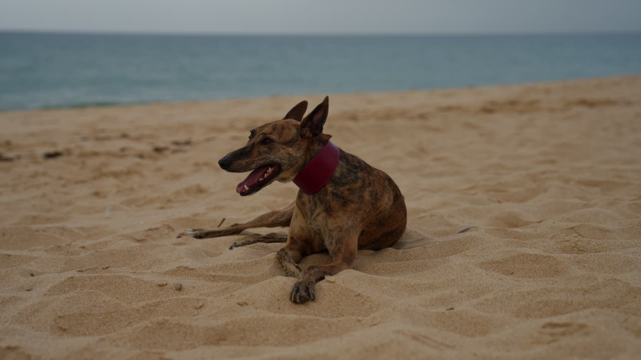 Whippet Dog is peacefully on the sandy beach