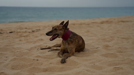 whippet dog is peacefully on the sandy beach