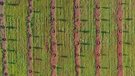 african bamboo farm filmed on a drone