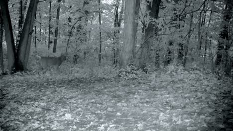 White-Tail-Deer-buck-slowly-walks-along-the-edge-of-a-clearing-in-the-woods-at-dusk-in-autumn