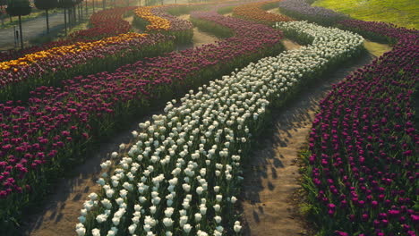 view of rows of flowers in soft morning light. sunrise light in blossomed garden