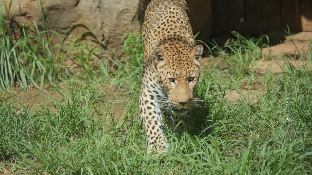 A majestic African leopard walks and scent marks grass in South Africa, showcasing its beauty