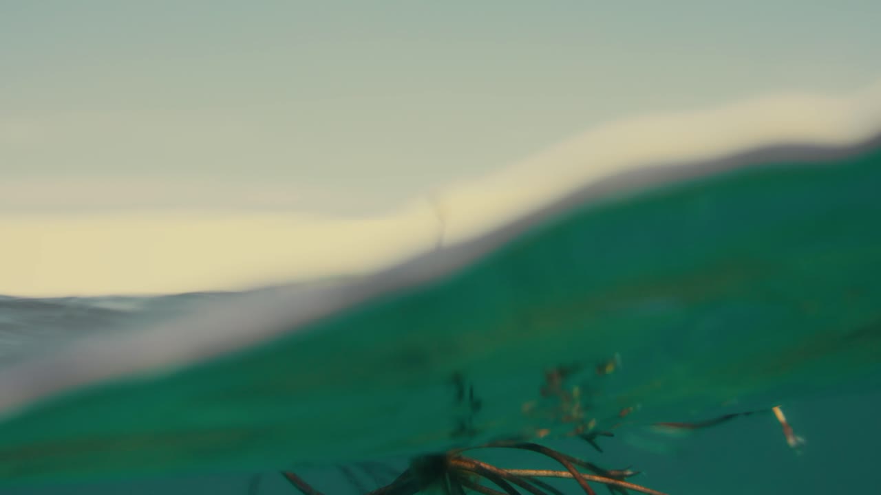 Bella pianta acquatica con fiore in una laguna d'acqua dolce in un deserto. Lencois Maranhenses.
