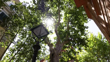 sunlight filtering through trees in naples, italy