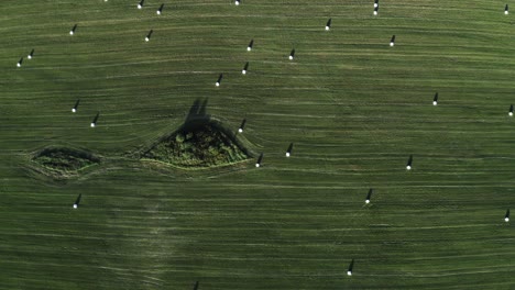 hayacks en el campo con hierba verde. hora de otoño. vista aérea desde el avión no tripulado