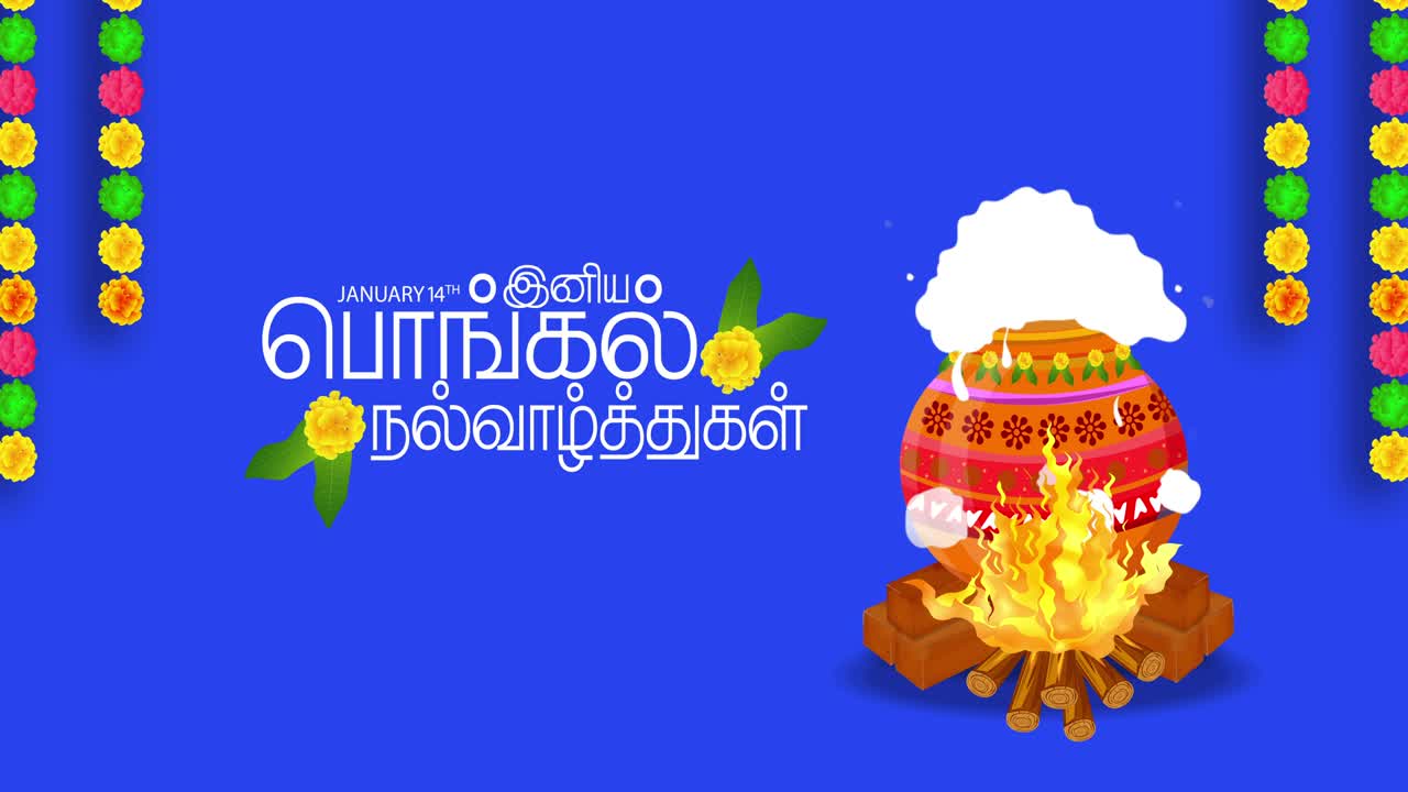 feliz pongal festival saudações. animação com tela azul canal alfa e feliz pongal traduzir texto tamil. 4k