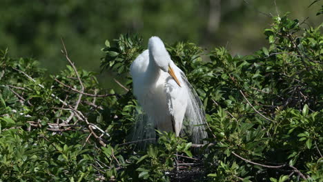 gran garceta blanca en plumaje nupcial acicalándose plumas, venecia, florida, ee.uu.