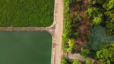 Antena:-Imágenes-Surrealistas-De-Drones-De-Un-Camino-Rural-Que-Corre-A-Lo-Largo-De-Un-Lago-Claro-Y-Un-Lago-Cubierto-Por-Una-Planta-De-Jacinto