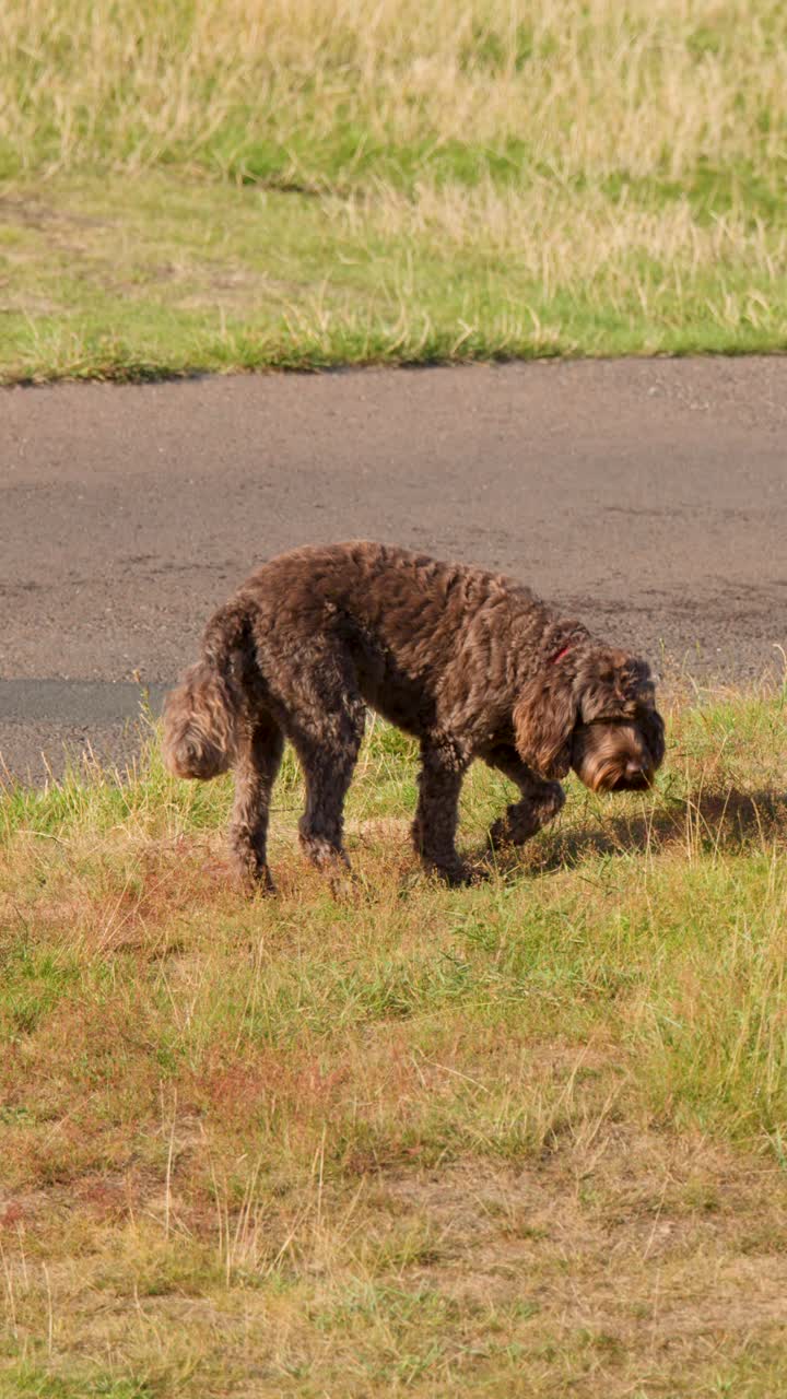 Curly-haired dog explores grassy golf course edge in warm sunlight, camera remains steady, medium shot