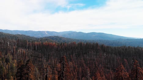 aerial shot flying above burned mountains and trees after destructive wildfire