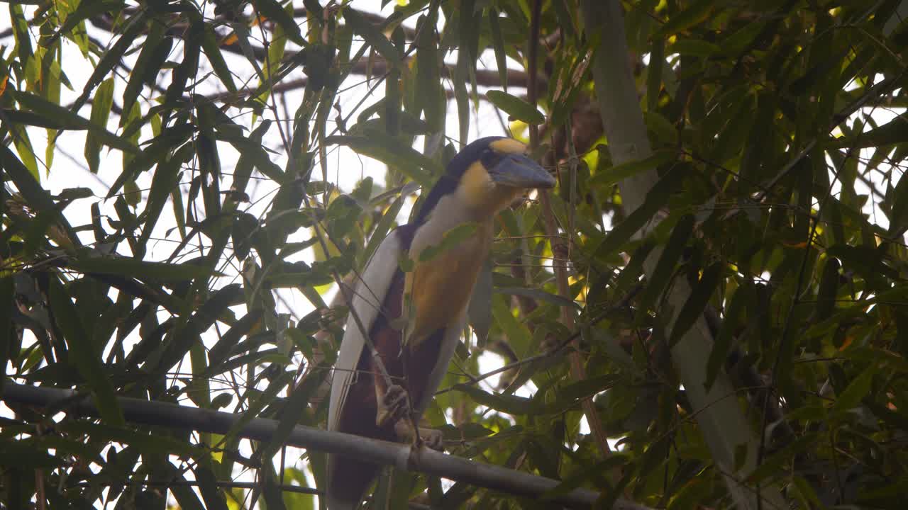 Boat-billed heron perched quietly on bamboo, surrounded by the lush greenery of the rainforest and takes off as disturbed