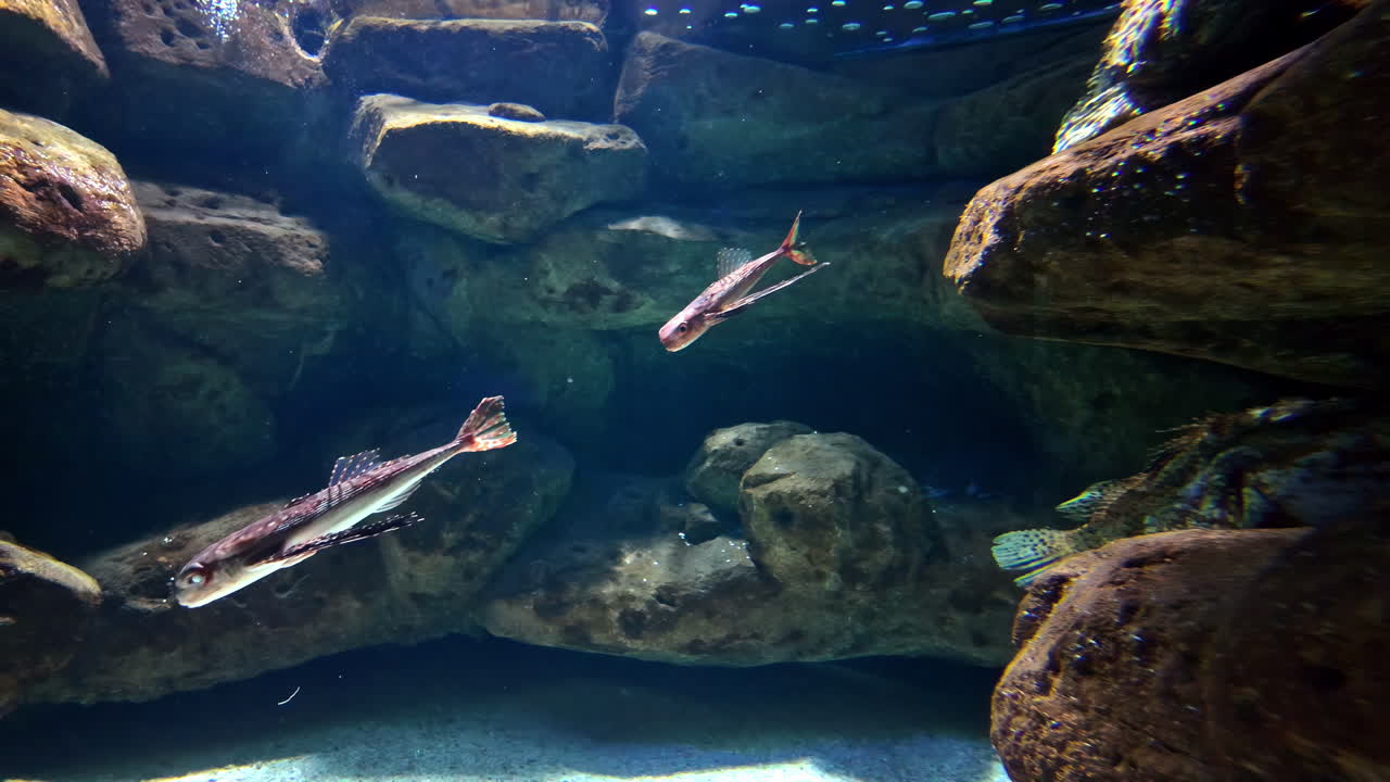 Flying fish marine ray finn cod marine aquatic wildlife species swimming