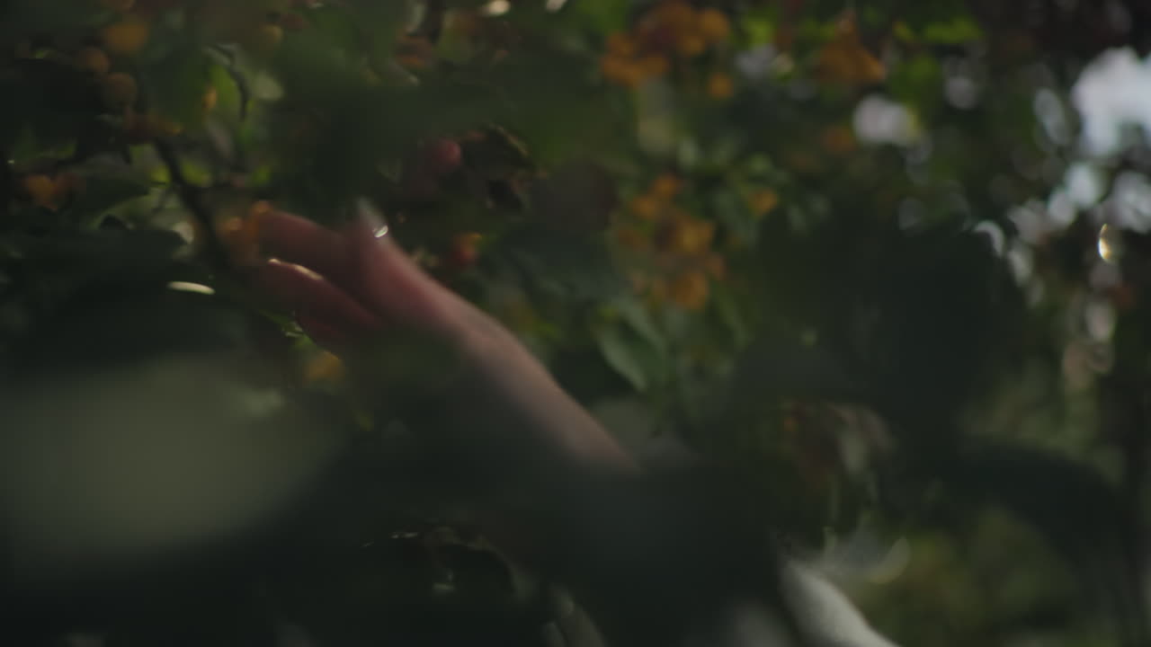 Hand of lady with polished nails and white sleeve gently touching vibrant leafy branch in evening light with blurred background creating peaceful atmosphere filled with natural bokeh and soft tones