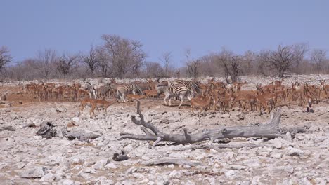 zebra and antelope gather at a watering hole at etosha national park namibia