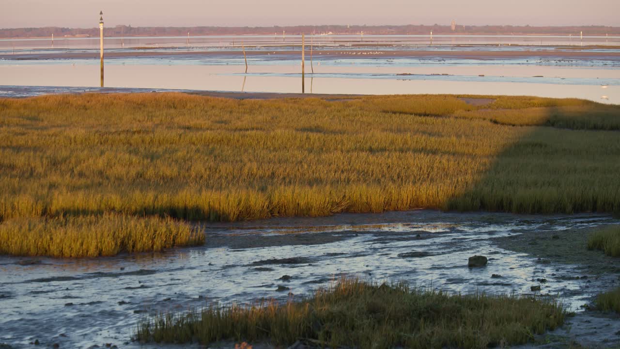 болота пейзаж природа чайка птица полет