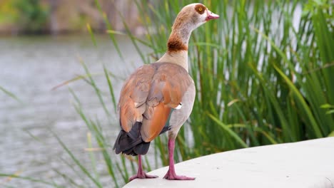 an egyptian goose in the sepulveda wildlife reserve