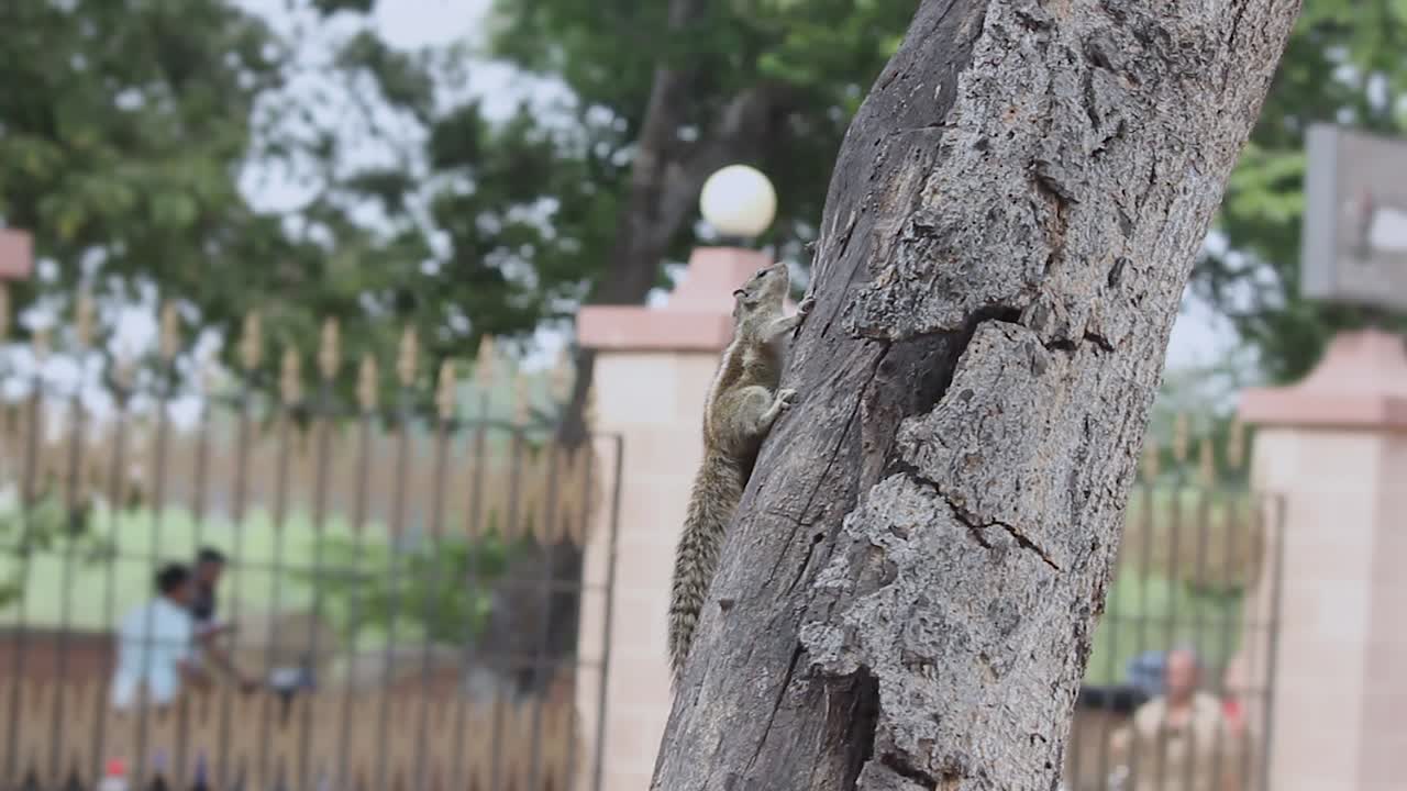 hermosa ardilla jugando en el árbol ardilla india en el árbol 1920 x 1080 res
