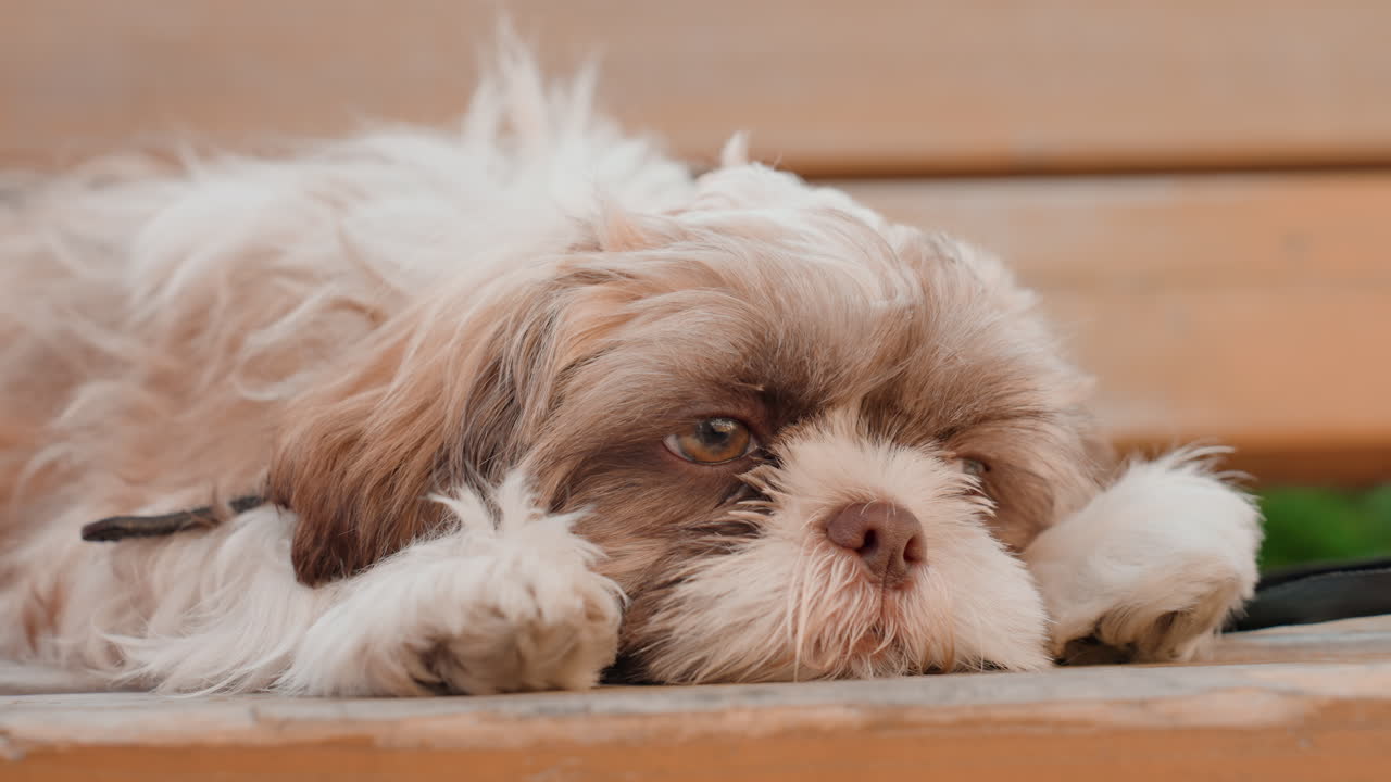 Peaceful Small Dog Napping Outdoors Peacefully, Relaxed Puppy With Closed Eyes Enjoying Peaceful Outdoor Rest, Content Tiny Dog Lying Comfortably On Wooden Seat Under Gentle Warm Sunlight