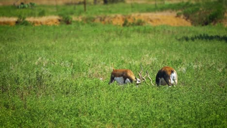 American-Blackbuck-antelope-ramming-heads-charging-with-horns-and-running-through-green-open-field-in-Texas