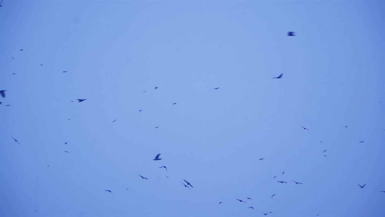 Flock of birds fly in the sky. Black birds in winter conditions