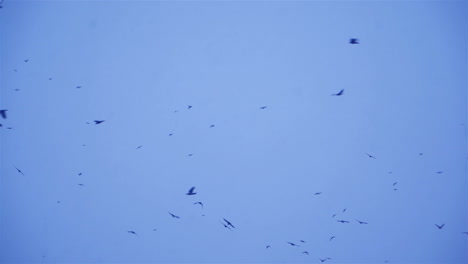flock of birds fly in the sky. black birds in winter conditions