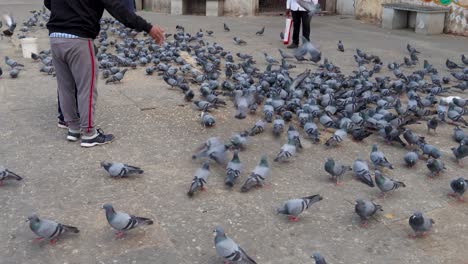 people feeding the pigeons at lake shore in the morning video is taken at udaipur rajasthan india on nov 25 2023.