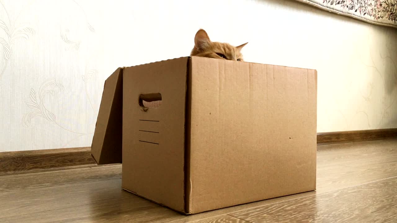 Cute ginger cat sitting inside a carton box. Fluffy pet is hiding from little child