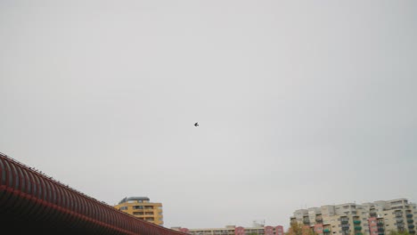 pigeon fly and land on hurka luziny metro bridge construction, czech republic