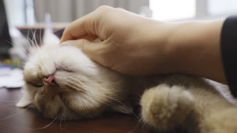 a cute cat is fast asleep, being pampered and being stroked by its master