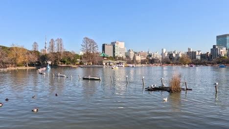 peaceful water scene with ducks and skyline