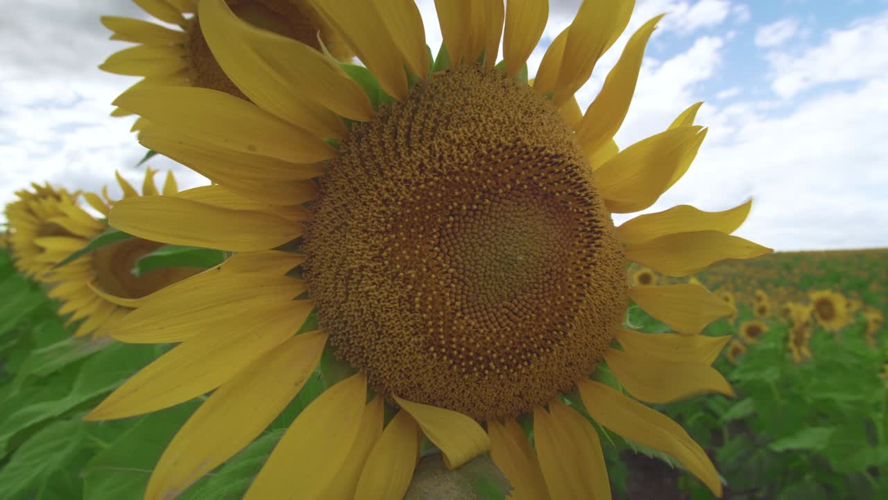 Sunflower against the sky. Sunflower swaying in the wind. Close-up. Beautiful fields with sunflowers in the summer