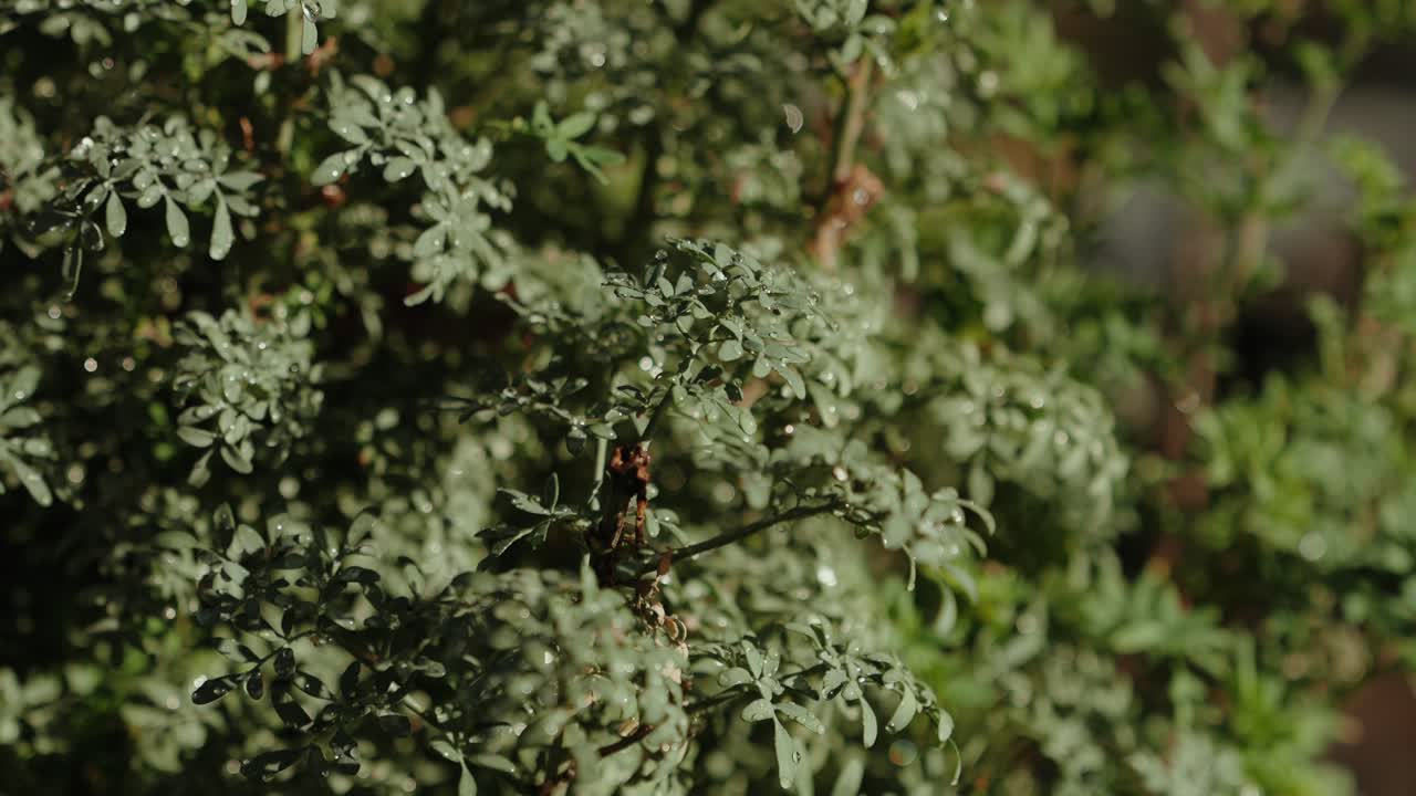 Close view of dense green shrub leaves growing in outdoor garden