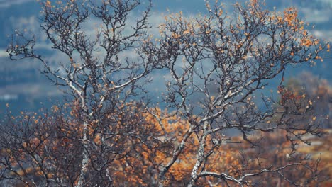 Last-brightly-colored-leaves-cling-to-the-dark-twisted-branches-of-the-birches-in-autumn-tundra