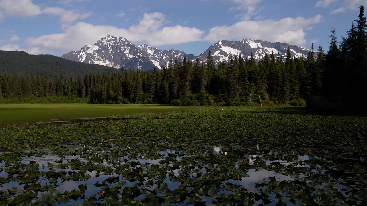 Filmato con drone di un lago di ninfee con montagne innevate sullo sfondo durante l'estate in Alaska.