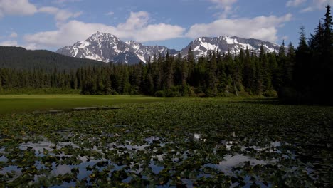 Drone-footage-above-a-lily-pad-lake-with-snowcapped-mountains-in-the-background-during-summer-in-Alaska