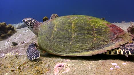 Echte-Karettschildkröte-Am-Hin-Wong-Pinnacle-Koh-Tao