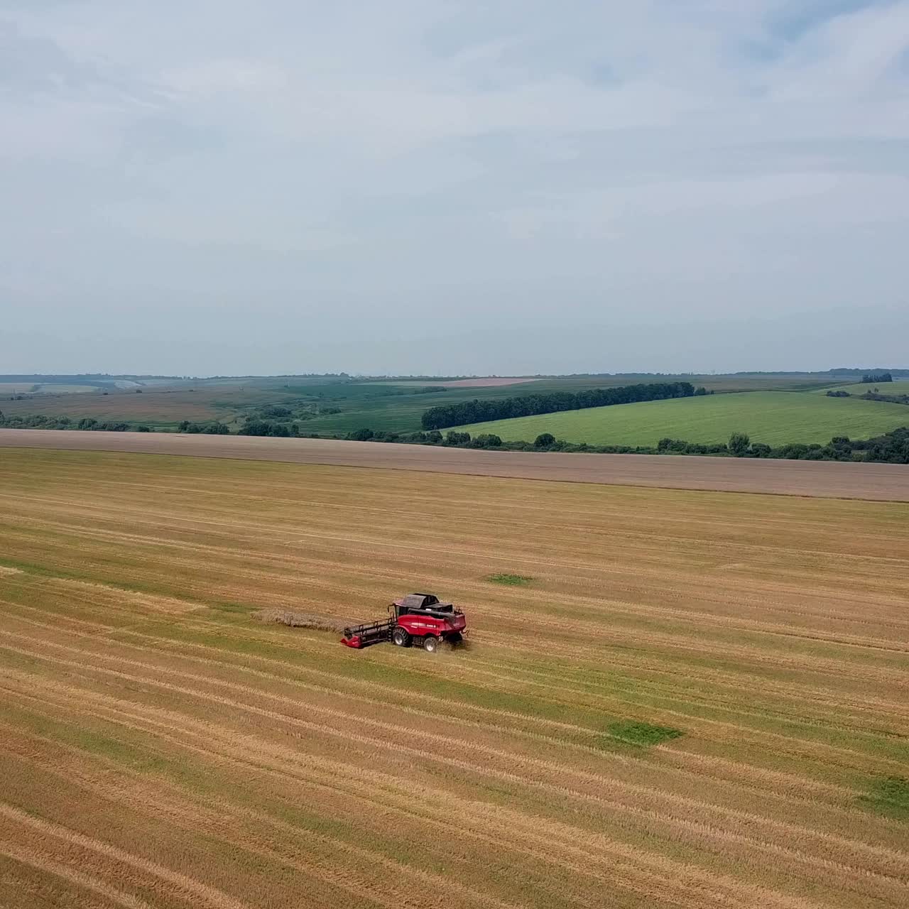Grain harvest. Agricultural machinery for harvesting grain in action. Aerial view.