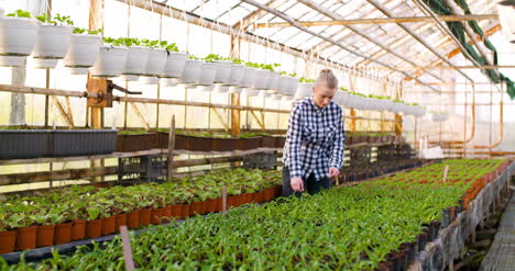 primer plano de una jardinera examinando y organiza plántulas 1