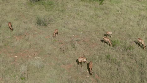 drone aerial footage of a nyala antelope herd with a baby grazing on summer savannah grass