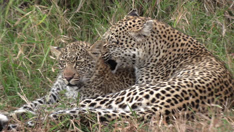 Madre-Leopardo-Preparando-Cachorro-Bajo-El-Sol-Africano