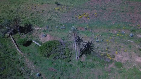 Palmtree-on-the-countryside-of-algarve-portugal