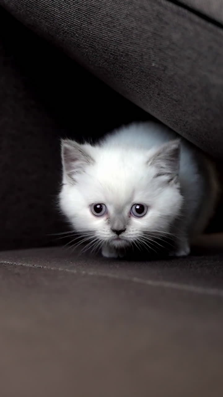 Cat sitting on the couch. Adorable cat relaxing on the sofa at home