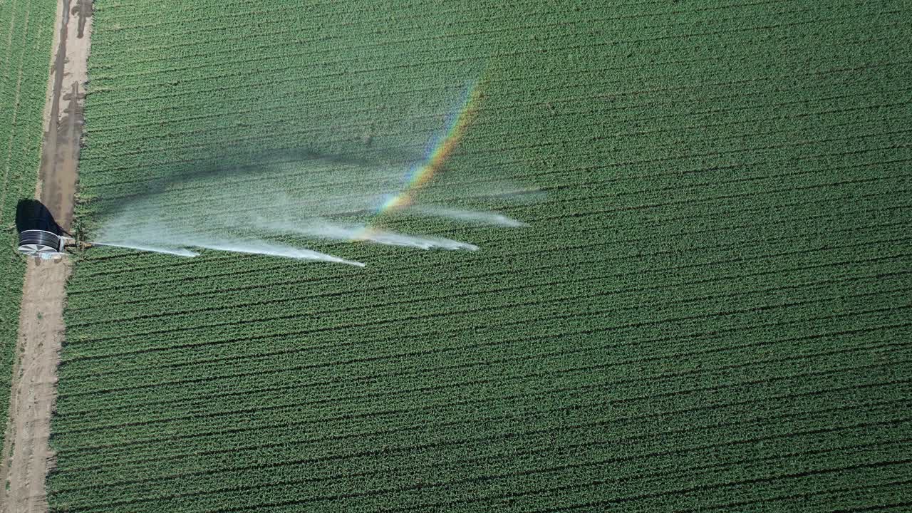 Irrigatore che innaffia una coltura di erba medica nella Pianura Padana, Italia settentrionale, creando un arco di arcobaleno alla luce del sole estivo su un denso campo di foraggio verde durante la siccità, ripreso da drone in ascesa