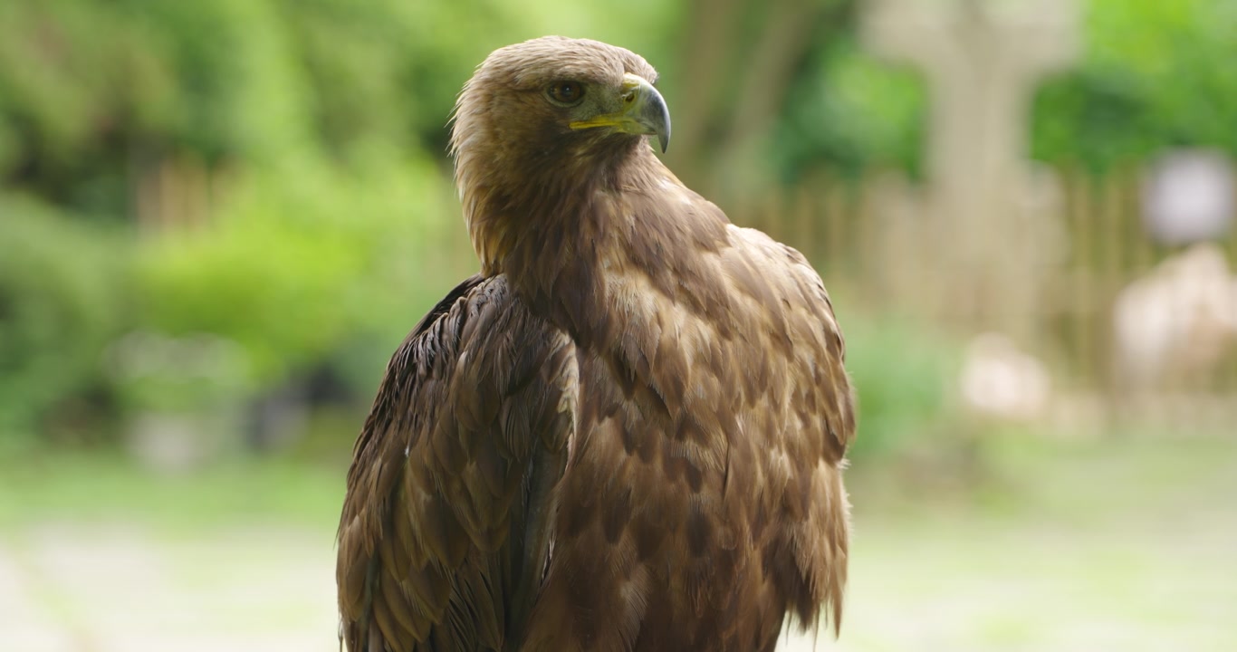 Maestosa aquila reale gira la testa rivelando il becco affilato e lo sguardo acuto al Parco degli Uccelli e dei Fiori di Jeju in Corea del Sud